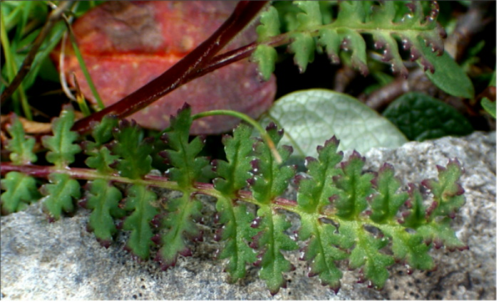 Pedicularis kerneri / Pediculare di Kerner